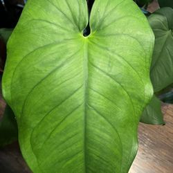 Syngonium Chiapense Plant Cutting ( Pls Read Description Below)