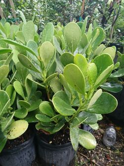 Clusia Hedges 3gl $4.50🌱1.5ft