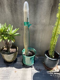 Silver Torch Cactus