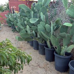 Nopales cactus plants! 