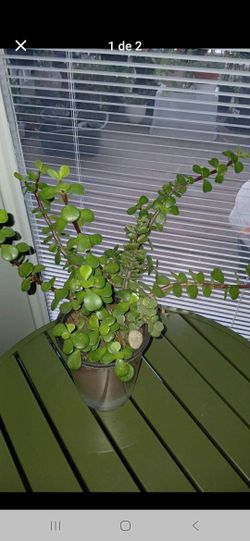 Planta