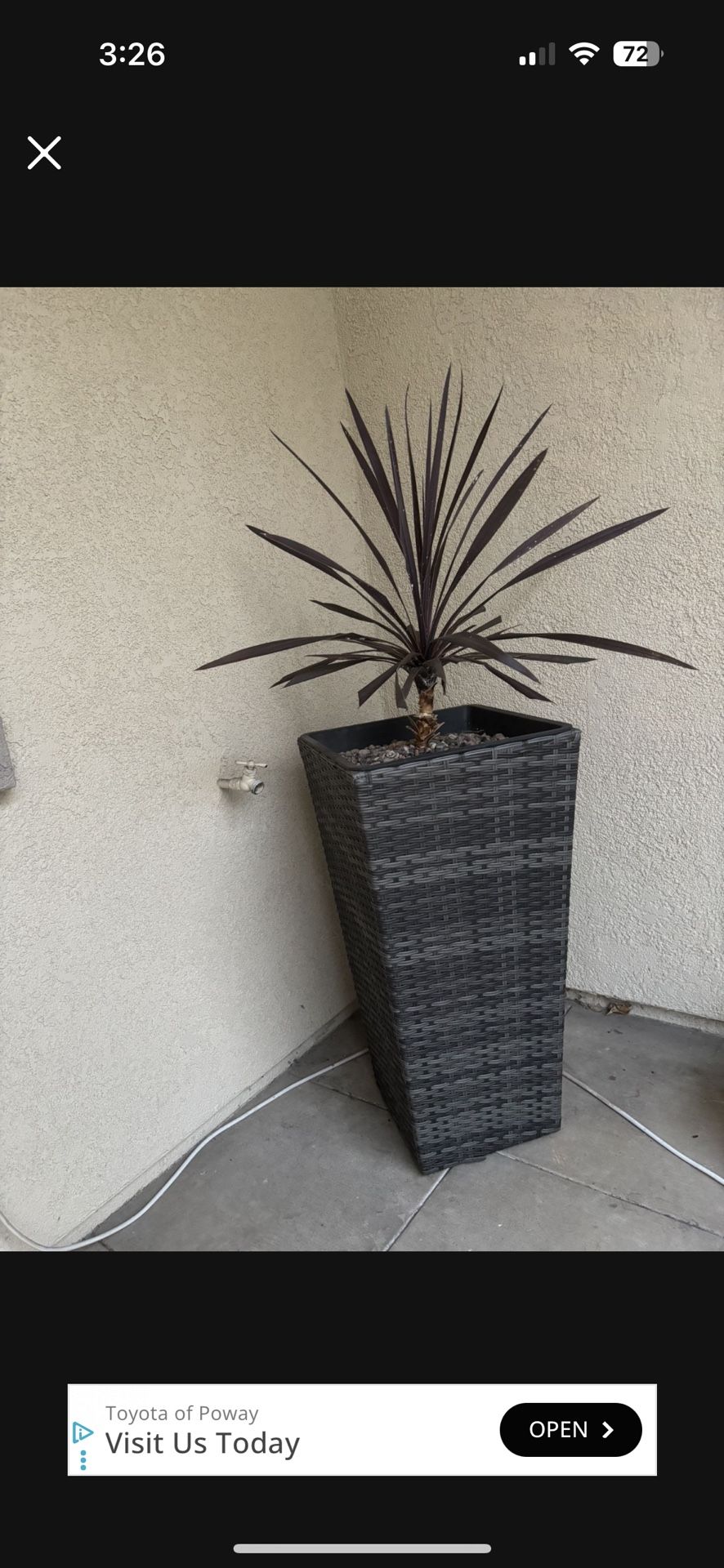 Tall Planter And plant