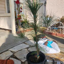 Rare Torrey Pine rooted in 5 gallon container 