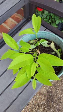 Sugar Apple Sitaphal Cherimoya tree plant