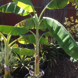 $20 banana tree GROW FRUIT !
