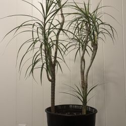 Dracaena / dragon tree house plant