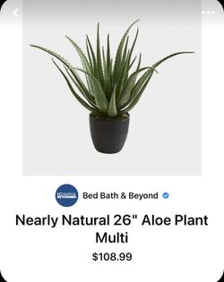  Extra Large 10gallon Organic Aloe Vera, Aloe Barbadensis,  Live Plant, Medicinal, Succulent, Bare Root, First Aid Plant,  Savila, Sabila Not Edible