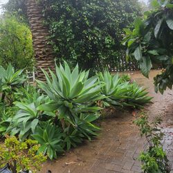 Foxtail Agave Cutting Drought Tolerant