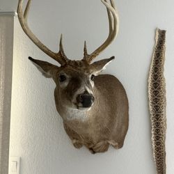 Whitetail Deer Mount