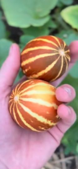 Rich sweetness 132 mini melons