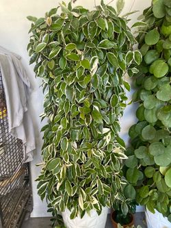 Hoya plant