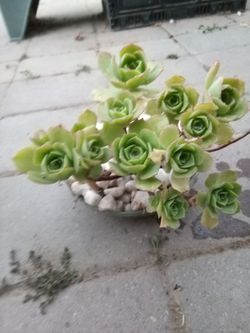 Bonsai de soculenta