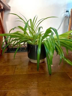 Healthy Houseplant