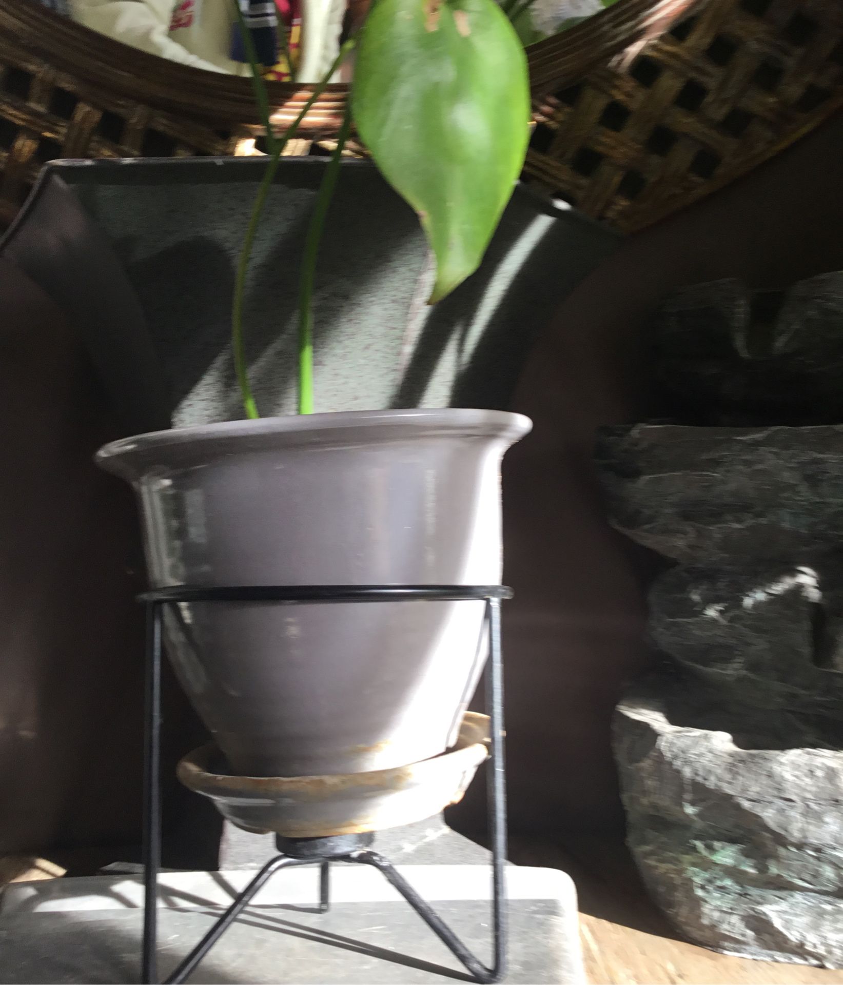Monstera deliciosa, en maceta de cerámica y plant stand