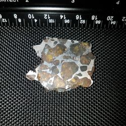 Pallasite Meteorite