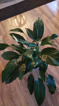 White Premium Sympathy Peace Lily - Indoor Plants House