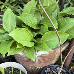 Large Ceramic Pot With Hostas