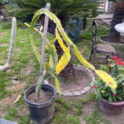 Dragon Fruit Plant