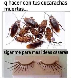 No Mas plagas
