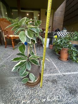 Title: Mature Variegated Hoya 'Krimson Queen' in Premium Ceramic Pot