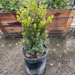 Japanese Boxwood
