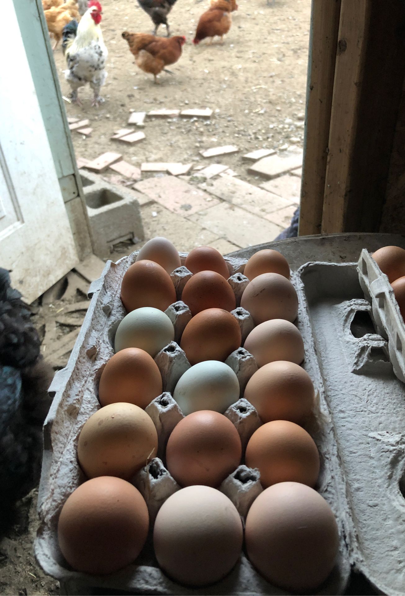 Eggs $5/dozen or $7 for 1 dozen and half