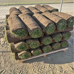 Grass