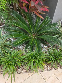 Sago Palm 36 inches width