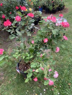 Outdoor rose
