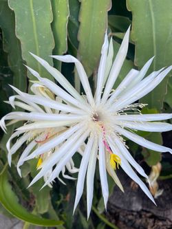Epiphyllum