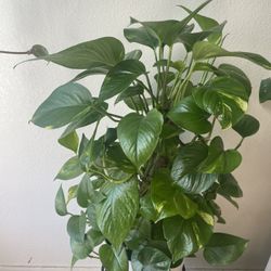 Golden Pothos Plant Attached To Coco Husk Pole 