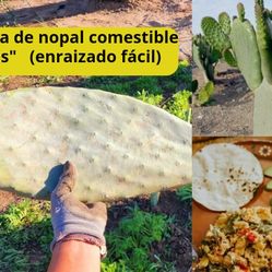 3 Pencas De Nopal Comestible Para Plantar 