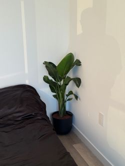 Plant