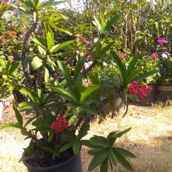 Plantas Naturales