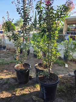 Crape myrtle