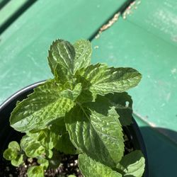 lemon bergamot mint menta bergamota limon yerba buena