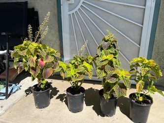 Coleus plants/Cretona u Ortiga pintada