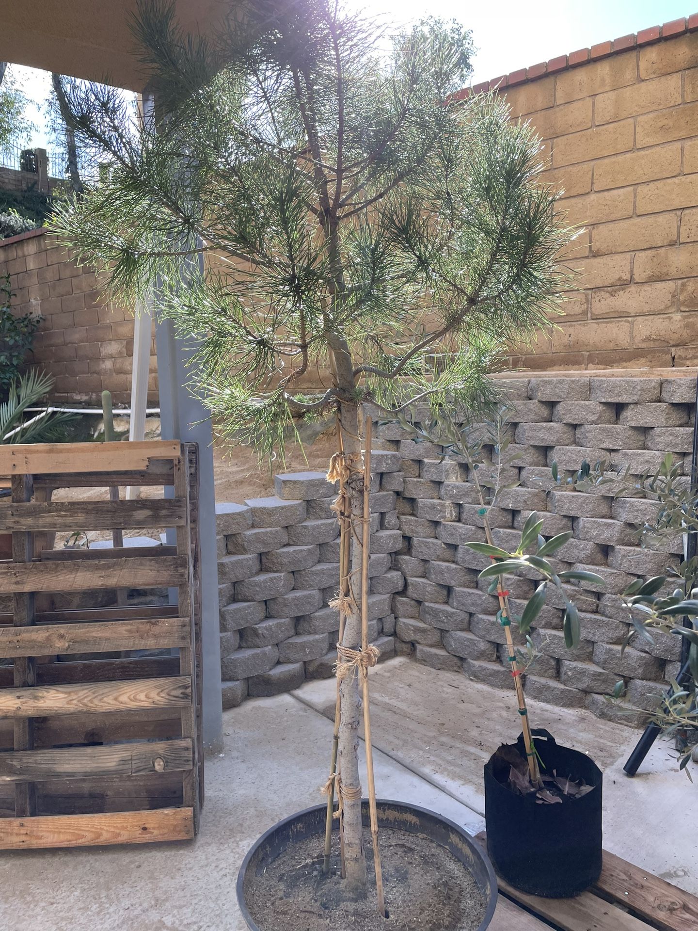 Medatranian Pine Tree In A Pot
