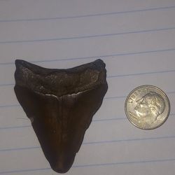 *MEGLADON* SHARK TOOTH