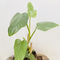 Plants (6”pot🌿Philodendron Violin )