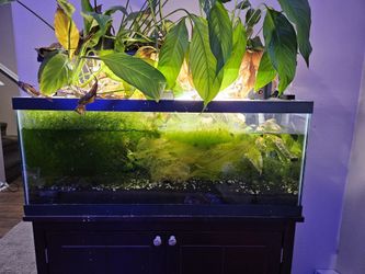 Planted Aquarium Tank Setup
