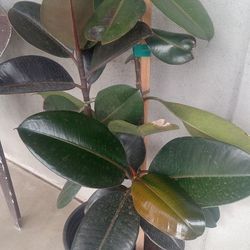 Ficus