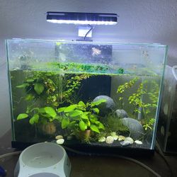 3 - 5 Gallon Fish Tank 