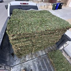 fresh St Augustine Sod