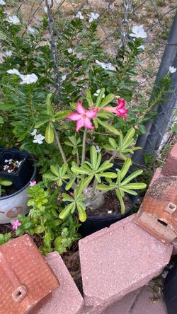 Rosa de el decierto  $35.00