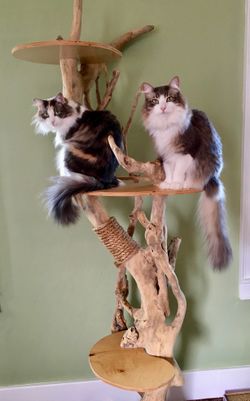 One-of-a-Kind Driftwood Cat Tree Sculpture