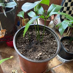 Ataúlfo mango  plant tree