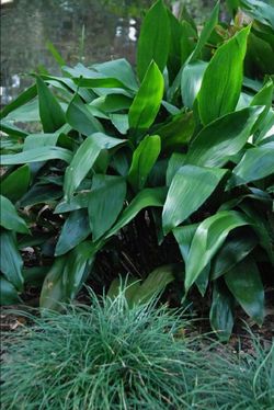 Cast iron plant