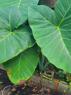 Elephant Ear Plant Huge