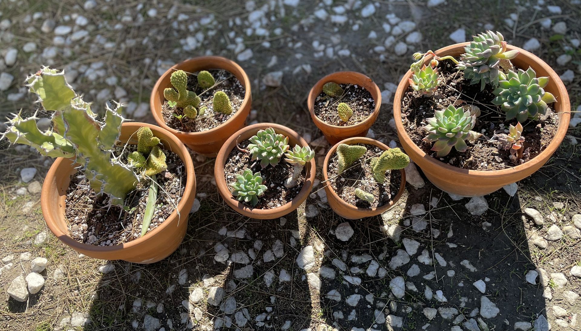 Cactus Plants/ Succulents 